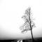 Neige / Snow